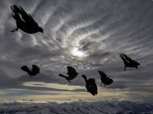 Concurso de Fotografía Wildlife and Nature 2019