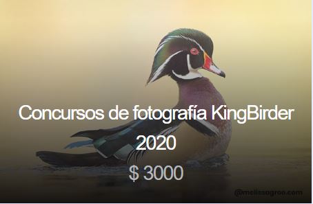 Concursos de fotografía KingBirder 2020