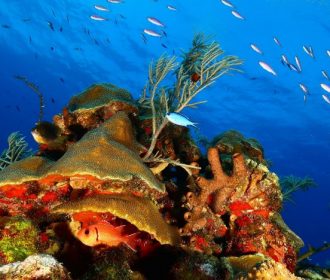 Concurso Internacional de Fotografía Subacuática Imasub 2020