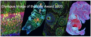 Olympus Image of the Year Award 2020