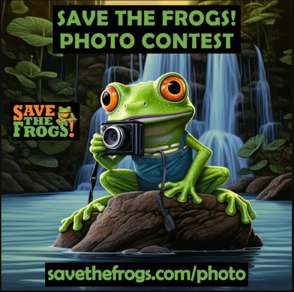 Concurso de fotografía ¡SALVA A LAS RANAS!